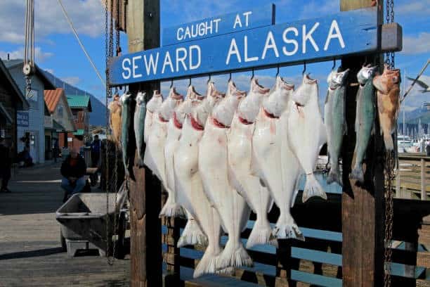 Halibut